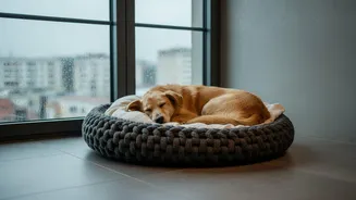 Urban Dog Survival Guide: Handling Sudden Monsoon Thunderstorm Panic Attacks Efficiently