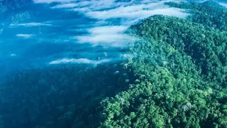 Why Scientists Are Watching India's Forests As Rainfall Patterns Become Less Predictable