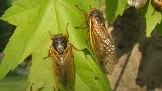 Urban Wildlife Trends: Why Seasonal Insect Hatchings Lead To Sudden City Bird Swarms