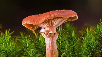 Wild Mushroom Safety: Why Guesswork Is Never A Good Idea