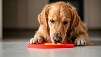 Keep Hyperactive Dogs Quiet Using Frozen Pumpkin Lick Mats