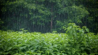 Kerala's Rainy Season Is The Smart Traveller's Window
