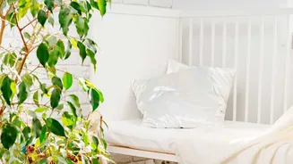 How low-maintenance indoor plants create a calming bedroom environment while filtering daily air pollution toxins
