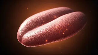 Spice Tolerance Shift: Why Your Palate Changes Over Time, From Bland American Diets to Aging