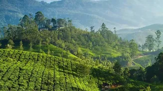 FSSAI proposes new pesticide rules for tea