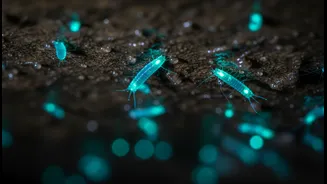 Glowing Worms Are Not Just Clickbait Creatures
