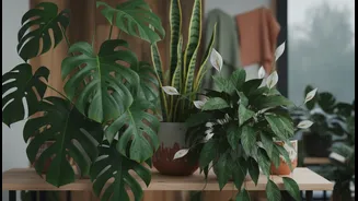 Low-Maintenance Indoor Plants Perfect For Rainy Season