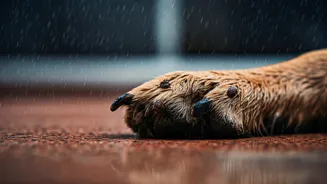 Ticks And Damp Fur Are Rainy-Season Pet Villains