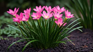 Rain Lilies Are Perfect For Small Garden Drama