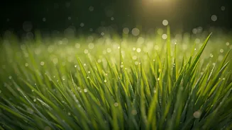 Cool Damp Grass Walks Are The Ultimate Grounding Trend
