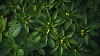 How Karnataka Empowered Women Entrepreneurs Via Kitchen Garden Cash Grants