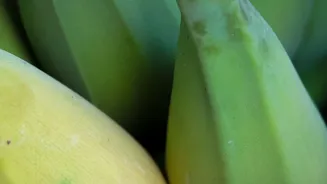 Why Bananas Ripen Faster When Stored Beside Apples