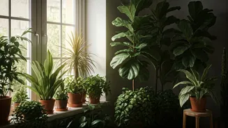 Indoor Plants Have Entered The Wellness Home Chat