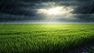How July Rains Affect Crops And Prices