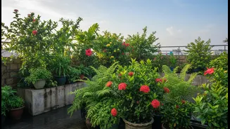 Heat-Trapping Rooftops Can Benefit From These Monsoon Garden Plant Choices