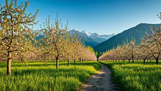 Budget Travel Planning Reports Massive Searches For Remote Himachal Orchards
