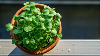 Grow Edible Micro Veggies On Your Indian Apartment Balcony Today