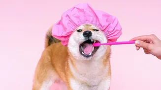 Why Cleaning Your Dog Or Cat's Teeth Prevents Painful Periodontal Complications As They Age