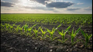 AI Weather Models Can Make Monsoon Planning More Useful For Agriculture