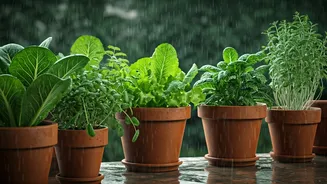 Fresh Greens From Pots This Rainy Season