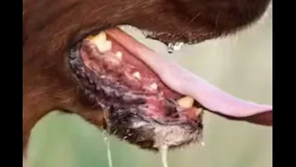 Delhi Man Gets Injured While Trying To Save Pet Dog From Rottweiler Attack In Housing Society: ‘I Passed Out’