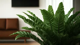 Bird's Nest Ferns Are Safe And Statement-Making