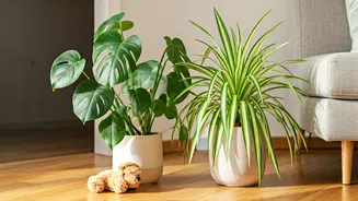 Animal-Safe Plants Are The New Home Essential