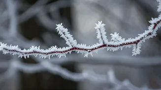 Delhi's Chilly Embrace: Weather Updates & Forecasts