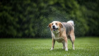 Rainy Parks Make Pet Hygiene Non-Negotiable