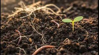 Why Soil Restoration Is Gaining New Attention
