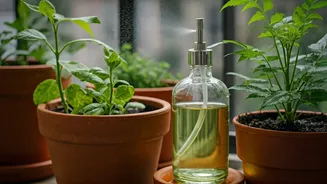 Simple Natural Neem Sprays Protect Balcony Plants From Rot