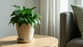 Indoor Plants Have Emotional Utility Too
