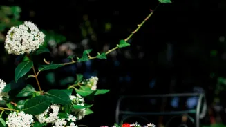 Outdoor Tea Parties Need Thoughtful Decor, Food and Backup Plans for Birthdays or Friend Gatherings