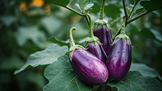 Brinjal Adds Colour To Monsoon Kitchen Gardens