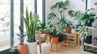 How to tell your plant needs more oxygen