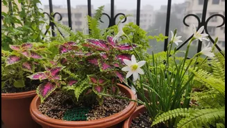 Bengaluru: What Bengaluru Balcony Gardeners and First-Time Plant Parents Should Prepare for Next