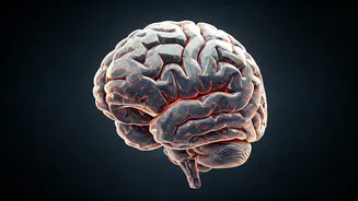 Scientists Offer Quick Memory Improvement Tips