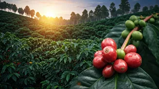 Coffee Estate Weekends Are Winning Coorg Travel Plans