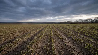 Weak And Uneven Rainfall Could Create Fresh Risks For India’s Winter Crops