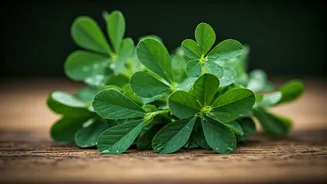 Fenugreek Leaves Are A Quiet Flavour Powerhouse