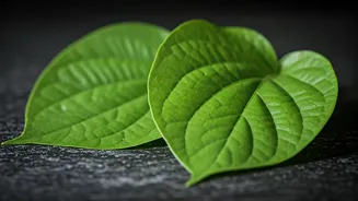 Betel Leaves' Wonders: Blood Sugar, Liver & Oral Health