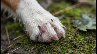 Why Neglecting Rain Walk Foot Care Leads To Deep Secondary Canine Bacterial Infections