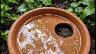 Empty Saucers And Clear Drainage Holes After Every Heavy Shower