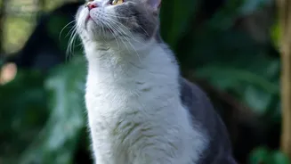 Indian Pet Owners Are Combining Grooming With Regular Tick Checks During The Rainy Season