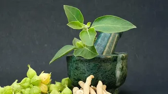 Why Traditional Ayurvedic Practitioners In Kerala Recommend Monsoon Treatments For Busy Overworked Professionals