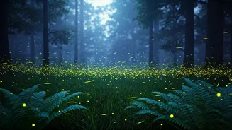 Firefly Adventures Are The Rainy Escape Everyone Wants