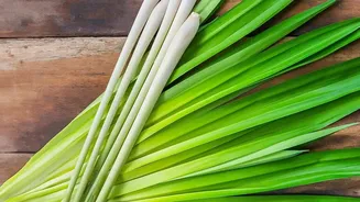 Balcony Herb Gardening During Rains: Quick Guide To Basil, Mint, Lemongrass