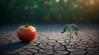 Food, Travel And Climate Are Overlapping Fast
