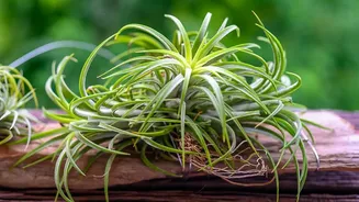 Can Indoor Plants Reduce Pollution? Scientists Say The Answer Is More Complex