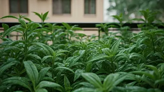 Rain-Proof Balcony Gardens Start With These Hardy Plants